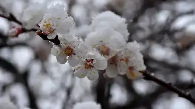 Zirai Don Komisyonu İlk Toplantıda